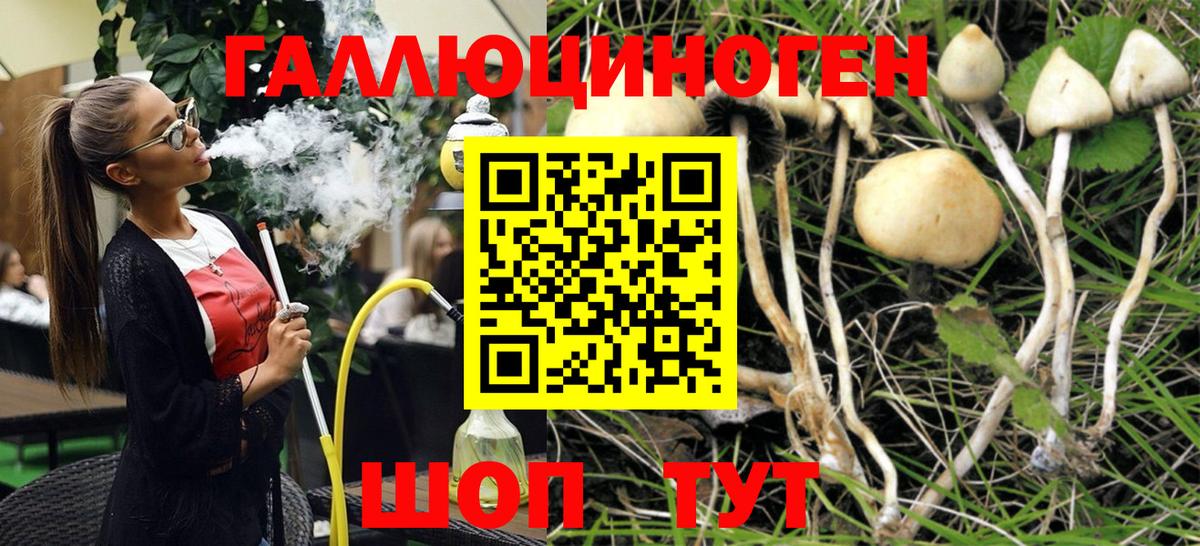 Псилоцибиновые грибы Psilocybe Гатчина