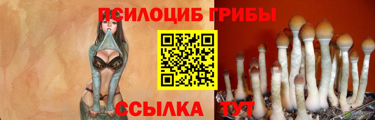 купить наркотики сайты  Гатчина  Псилоцибиновые грибы прущие грибы 